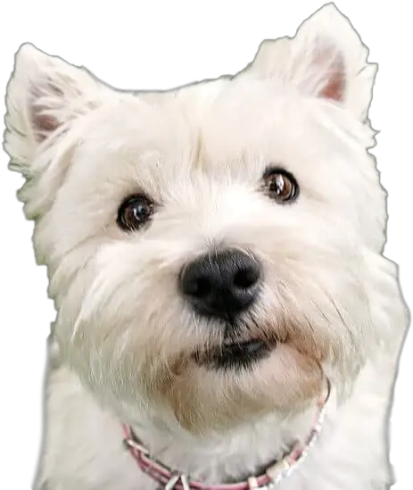 Dog Png Images Transparent Free Download Pngmartcom Dog Transparent Background Png Pet Png