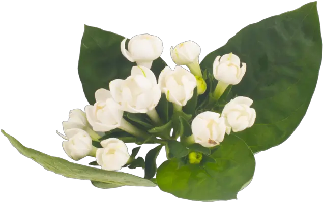 Download Lanxel Lily Of The Valley Transparent Png Lily Of The Valley Png