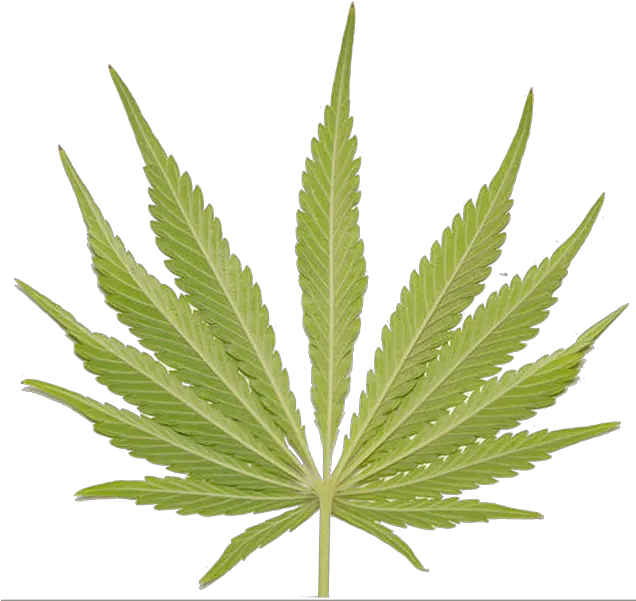 Weed Leaf Psd Official Psds Cannabis Png Weed Leaf Transparent