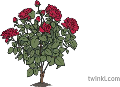 Rose Bush Illustration Twinkl Garden Roses Png Rose Bush Png