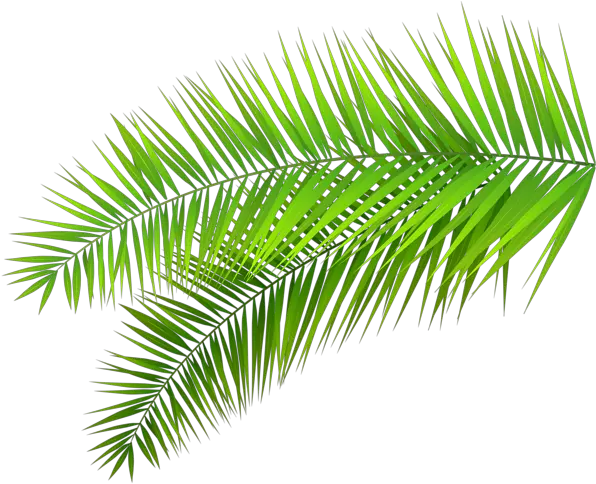 Palm Leaves Decoration Png Clip Art Palm Leaves Transparent Background Palm Frond Png