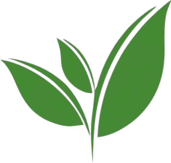 Tea Leaf Vector Png Clipart Green Tea Leaf Vector Png Leaf Vector Png