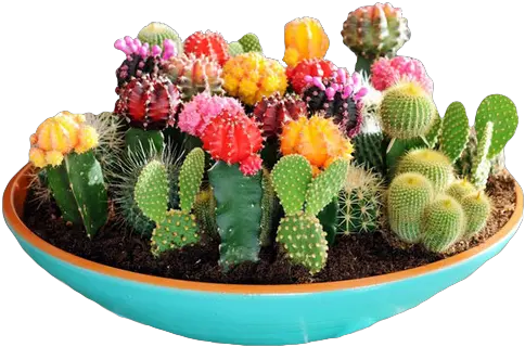 Download U201cyayy Hereu0027s A Happy Bowl Of Succulents U201d Cactus Cactus Garden Png Succulents Png