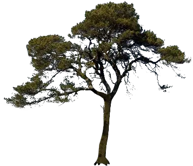 Icon Pine Tree Png Scots Pine Tree Png Tall Tree Png