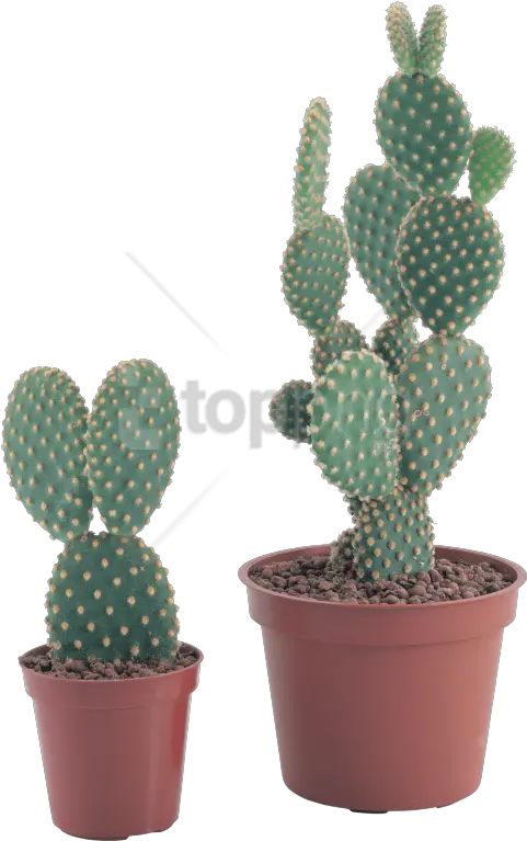 Transparent Background Cactus Plant Png Imagenes De Cactus Con Flores Cactus Transparent Background