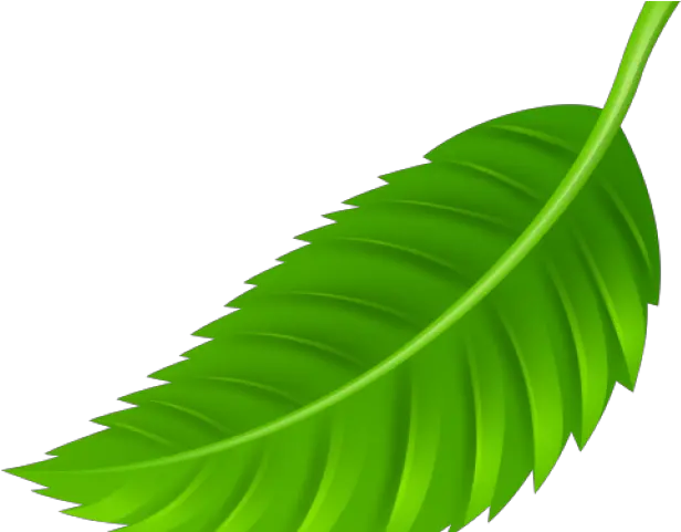 Png Leaf Transparent Clipart Free Leaf Png Clip Art Leaves Clipart Png