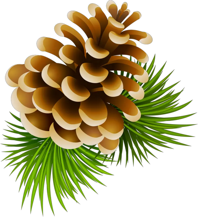 Download Pine Cone Clipart Png Image With No Background Pine Cone Clip Art Pine Cone Png