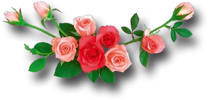 Rose Png Rose Flowers Logo Png Rose Flower Png