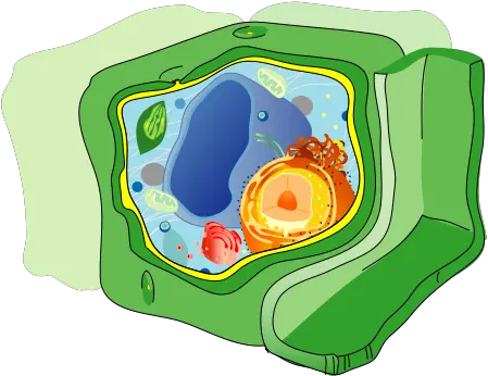 Fileplant Cell Structure No Text 2svg Wikimedia Commons Vacuole In A Cell Png Plant Transparent Background