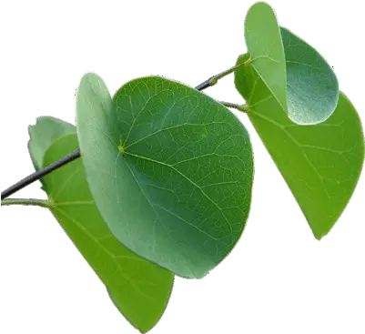 We Make Transparent Background Images Leaf On Clear Background Png Plant Transparent Background