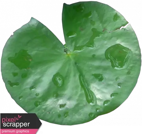 Lily Pad 01 Graphic Real Lily Pad Png Lily Pad Png