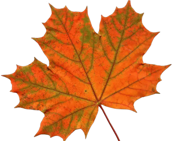 Canada Leaf Png Transparent Background Maple Leaf Png Canada Leaf Png