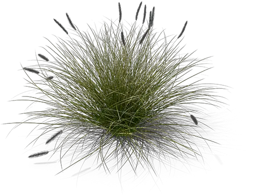 Pennisetum Grass Top View Png Image Grass Grass Top View Png