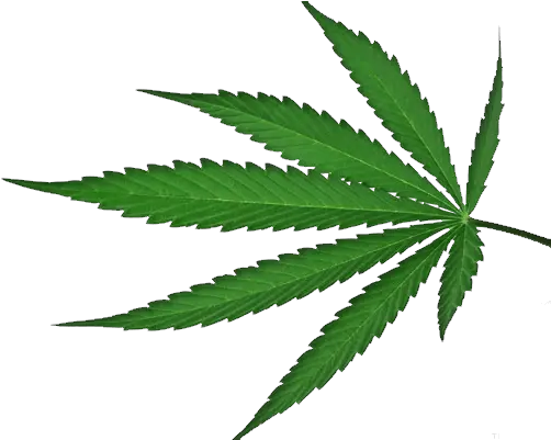 Png Cannabis Transparent Background Cannabis Leaf Weed Transparent Background