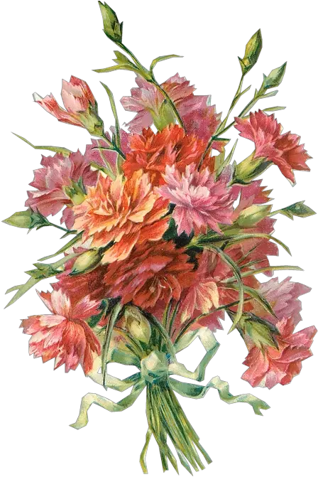 Richard Moulton Tuckdb Org Carnations Flower Bouquet Carnation Vintage Free Png Flowers Bouquet Png