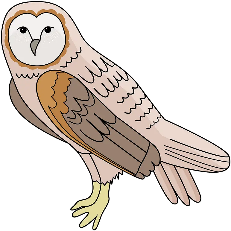 Barn Owl Clipart Dibujo Animado De Una Lechuza Png Barn Owl Png