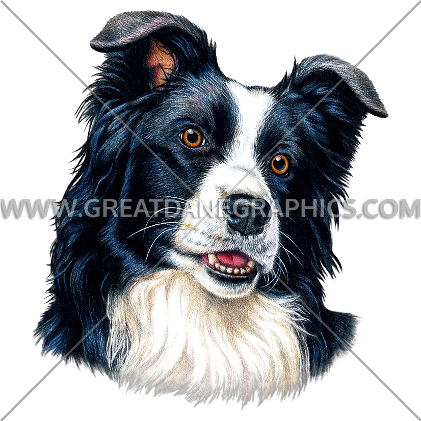 Border Collie Production Ready Artwork For T Shirt Printing Png Border Collie Png
