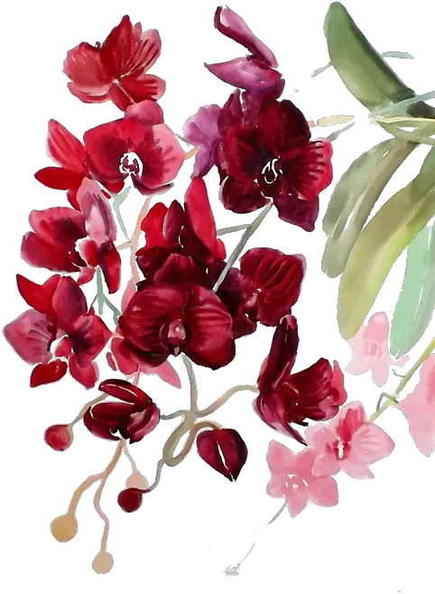 Orchids Png Orchid Transparent Watercolor Flower Orchid Watercolor Flower Png Red Watercolor Flowers Transparent Background