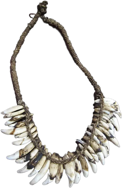 Asmat Dog Tooth Bone Clipart Full Size Clipart 401598 Necklace Png Mardi Gras Beads Png