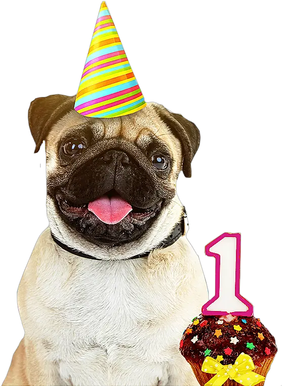 Download Dog Birthday Party Hats Izodshirts Info Milkyway Hutch Dog Png Birthday Hats Png