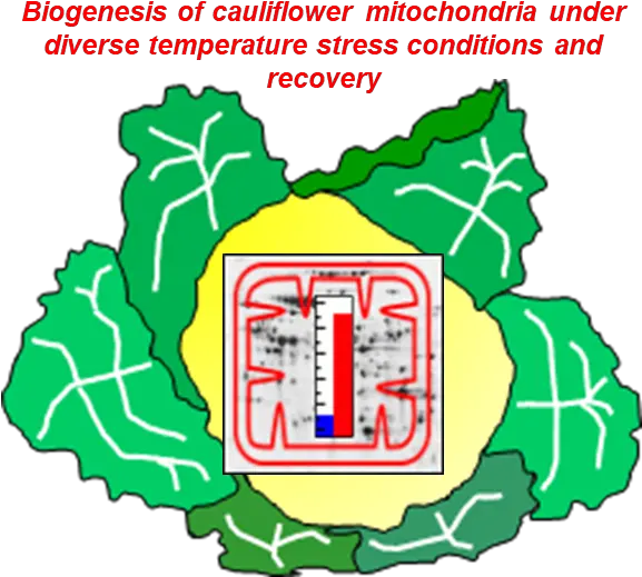 Cold And Heat Stress Diversely Alters Both Cauliflower Clip Art Png Mitochondria Png