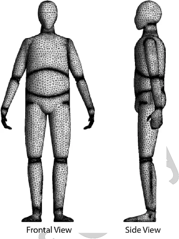 Frontal And Side Views Of The Meshed Human Body Computer Side View Of Human Body Png Male Model Png