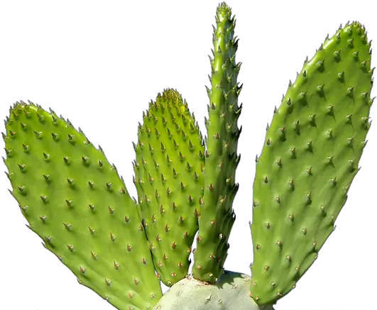 Download Free High Quality Cactus Png Transparent Cactus Png Cactus Transparent Background