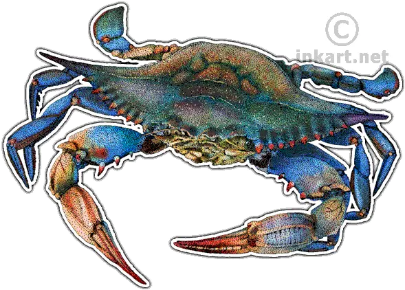 Atlantic Blue Crab Decal Maryland Blue Crab Illustration Png Blue Crab Png