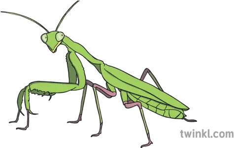 Ks1 Praying Mantis Close Up European Mantis Png Praying Mantis Png