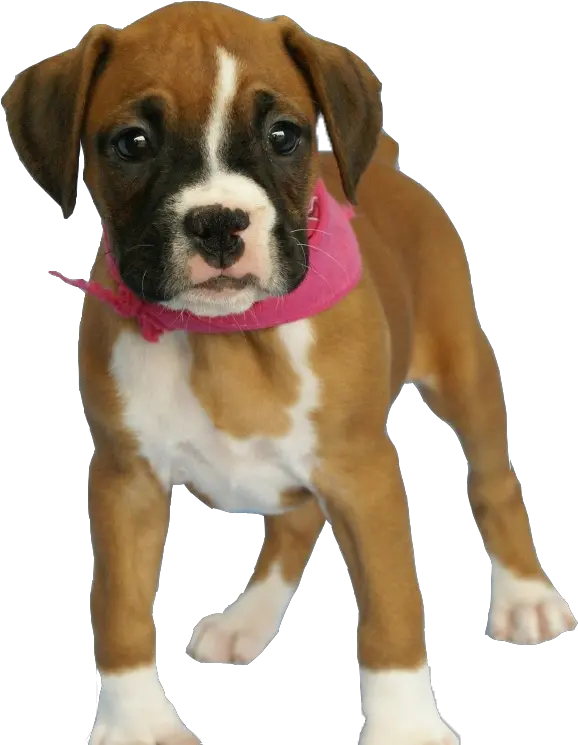 Dog Puppy Dog Png Image Png Download 700760 Free Boxer Dog Png Dog Transparent Background png