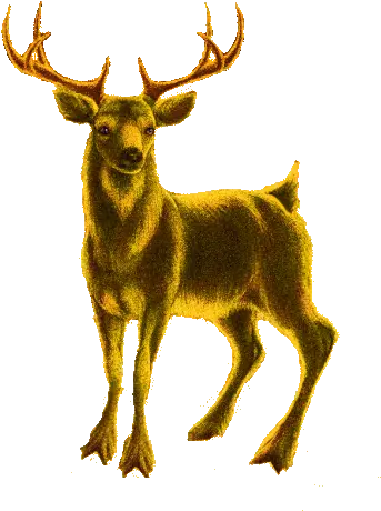 Boldog Karácsonyt Deer Sticker Animal Figure Png Deer Icon Tumblr