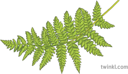 Green Fern Leaves Plants Ecosystems Science Secondary Fern Illustration Png Fern Leaf Png