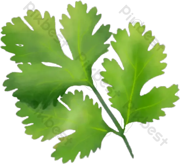 Fresh Coriander Leaves Png Element Images Cilantro Banana Leaves Png