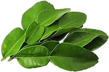 Kaffir Lime Leaves Transparent Png Stickpng Thai Lime Leaves Tea Leaf Png