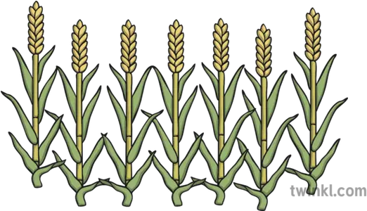 Fat Corn Stalks 1 Illustration Pharaoh Dream Png Corn Stalk Png