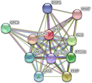 Shh Protein Human String Interaction Network Circle Png Shh Png