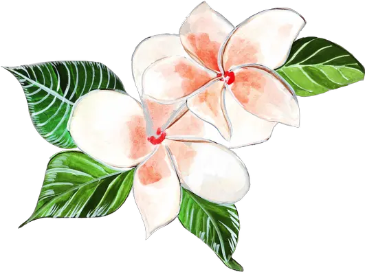 Hibiscus Photos By Canva Clip Art Png Plumeria Flower Png