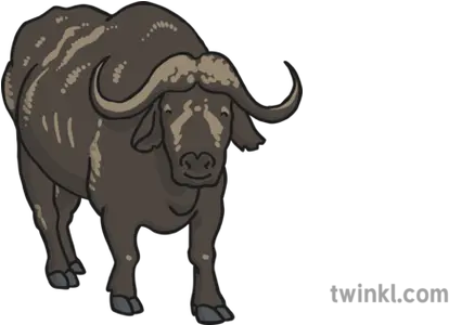 Buffalo 5 Illustration Twinkl Cape Buffalo Twinkl Png Buffalo Png