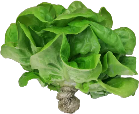 Westland Produce Inc Business Center In Carpinteria Ca Hydroponic Salad Png Lettuce Transparent