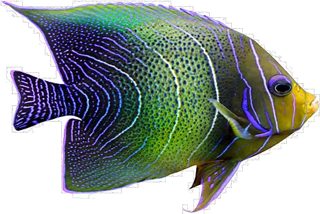 Download Tropical Fish Png Tropical Fish In Coral Tropical Fish Png