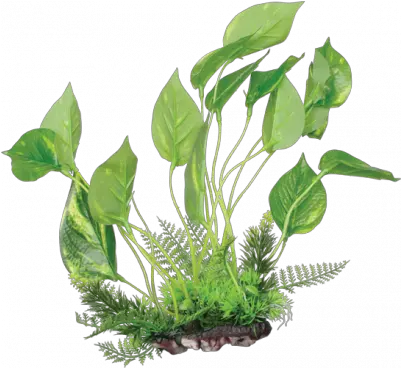 Aquarium Plants Png Image Fluval Plant For Aquarium Fish Tank Png