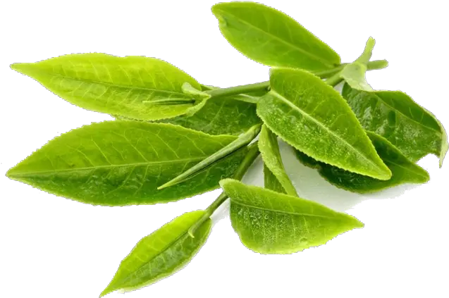 Green Tea Leaves Png 4 Image Green Tea Leaf Png Tea Leaves Png