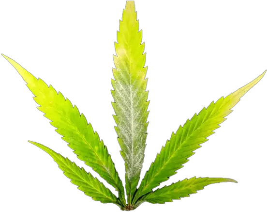 Evaluating Powdery Mildew Resistance In Cbd Hemp Cultivars Plantation Png Cannabis Leaf Png