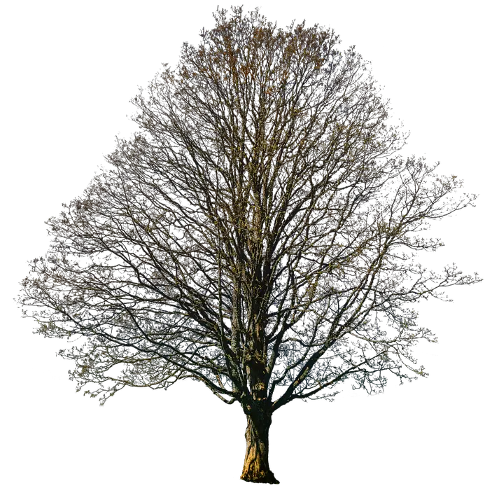Isolated Tree Autumn Nature Fall Free Photo On Pixabay Oak Png Fall Tree Png