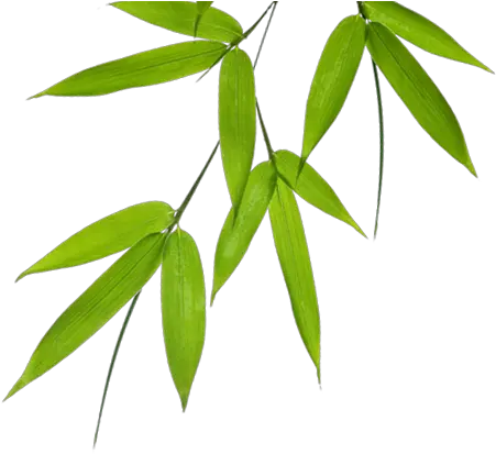 Download Bamboo Leaves Png Image Bamboo Leaves Png Bamboo Leaves Png