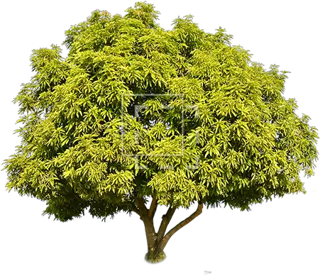 Tall Green Juniper Juniper Tree Png Tall Tree Png