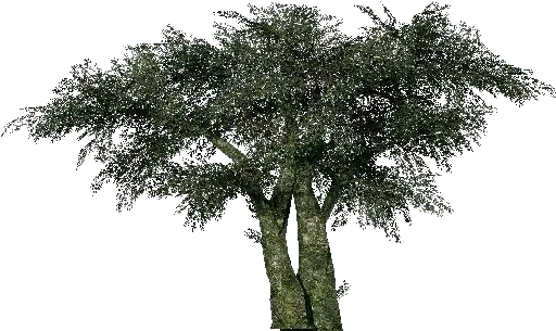 3d Trees Olive Tree Acca Software Mexican Pinyon Png Olive Tree Png