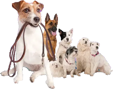 Professional Dog Walking Pet Sitting Dog Walker Transparent Background Png Dog Walking Png