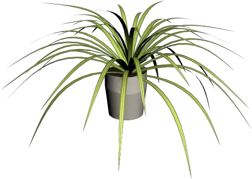 Spider Plant Design And Decorate Your Room In 3d Roystonea Png Plant Transparent Background