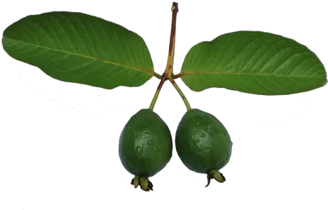 Free Photos Guava Png Search Download Needpixcom Common Guava Fruit Tree Png